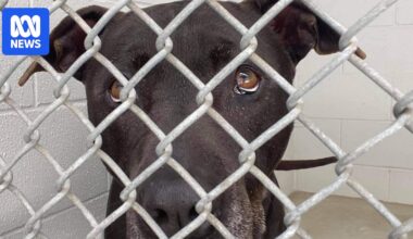 Dog euthanasia triples on Sunshine Coast after law change