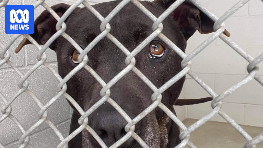 Dog euthanasia triples on Sunshine Coast after law change