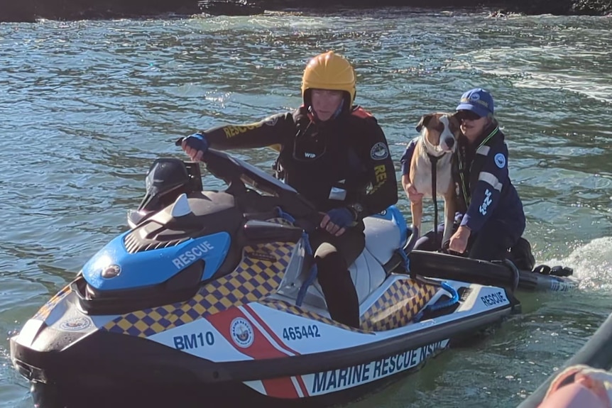 Two people and a dog on a jet ski.