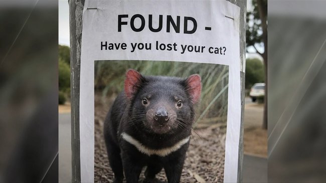 One AI image jokingly showed runaway Tasmanian devil Mary being mistaken for a lost cat, just as one resident initially thought after spotting her on CCTV.