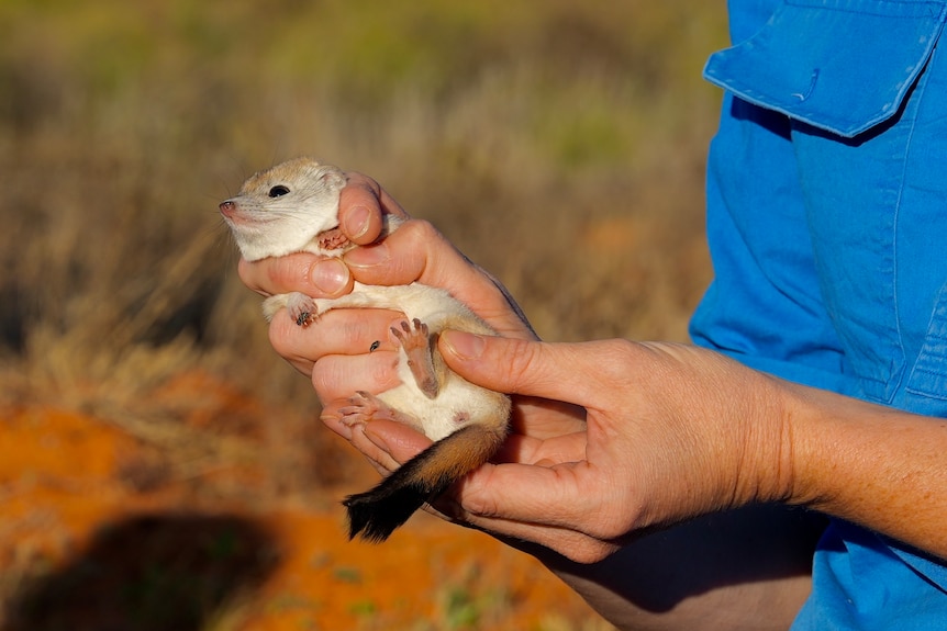 A Crest-tailed Mulgara being held by Dr Rebecca West at Wild Deserts.