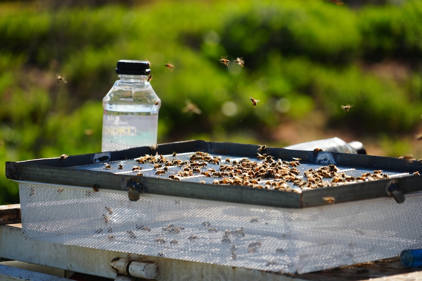 Bees on top of a mesh cage, with a bottle of liquid to the left.