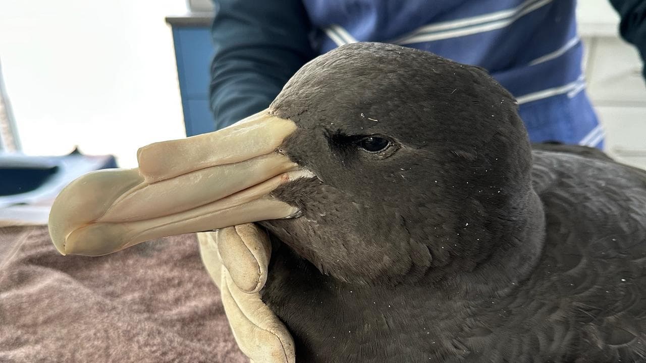 Petrel