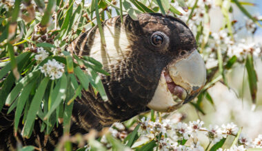 World-first project to help save endangered Carnaby's Cockatoos