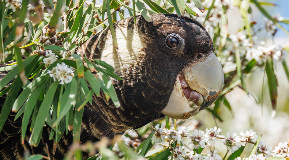 World-first project to help save endangered Carnaby's Cockatoos