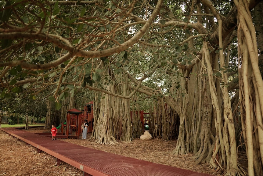 A child on a boardwalk amongst moreton bay figs