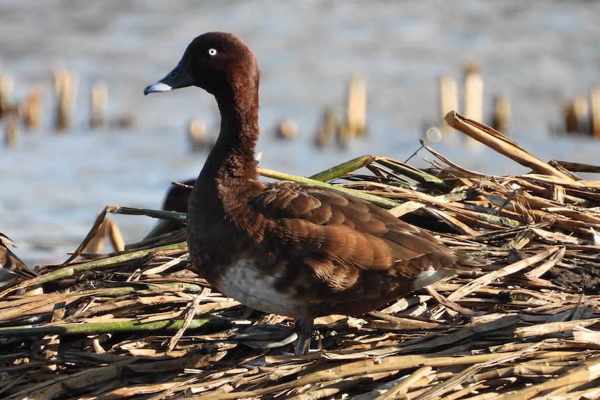 A dark brown duck with light underside on reeds.