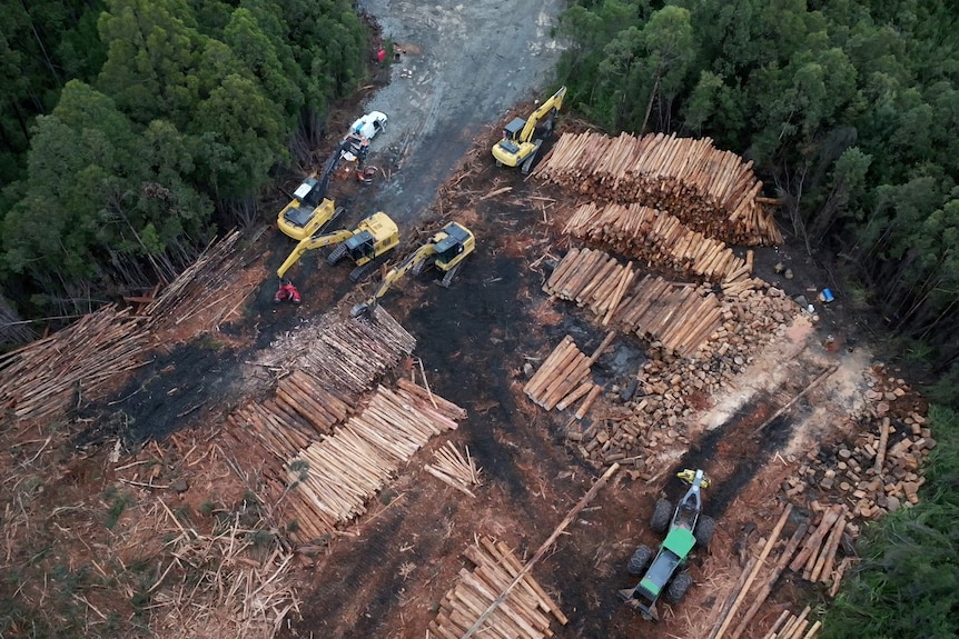 An aerial photo of piles of logs in a clearing surrounded by thick forest. Excavators with claw attachments can be seen.