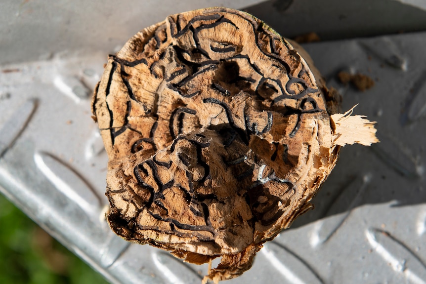 A piece of wood with dark trails inside.