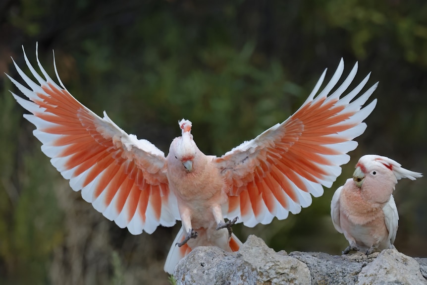 A pink and white galah with its wings spread open.