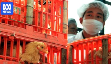 What can Australia learn from Asia's battle with H5N1 variant bird flu?