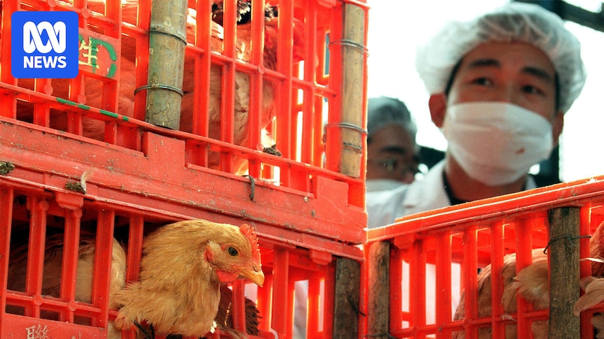 What can Australia learn from Asia's battle with H5N1 variant bird flu?