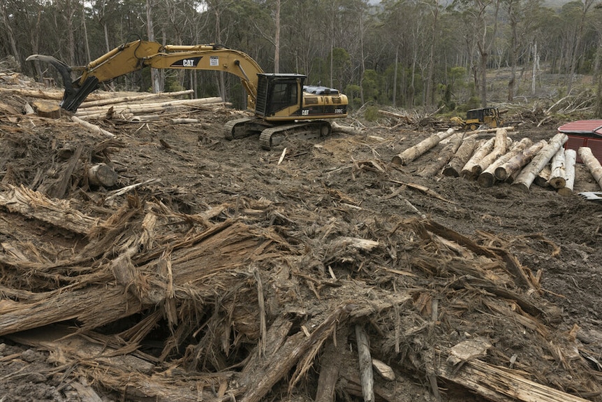 Machinary clears felled trees