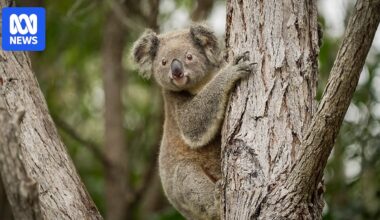 The federal government says it fixed Australia's 'broken' environmental laws. Koala advocates disagree