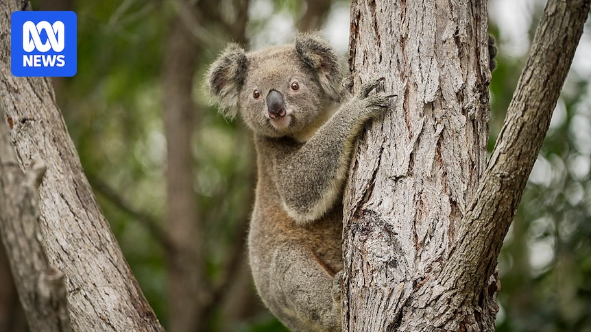 The federal government says it fixed Australia's 'broken' environmental laws. Koala advocates disagree