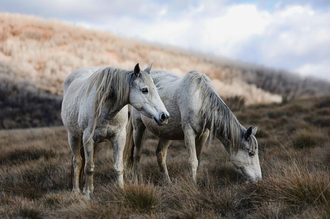 Advocates say rehoming horses should be a priority.