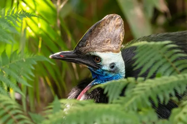 cassowary