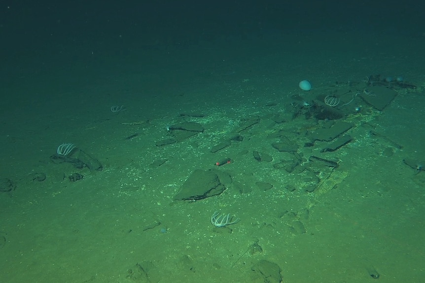 A zoomed out view of some slabs on the ocean floor with a handful of white creatures on top of them.