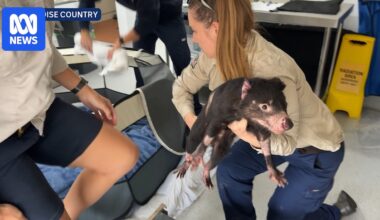Runaway Tasmanian devil 'Mary' discharged from hospital