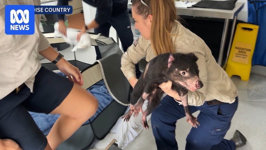 Runaway Tasmanian devil 'Mary' discharged from hospital