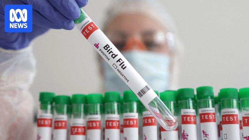 Deadly H5 bird flu variant detected in Australia for first time in Esperance seabird