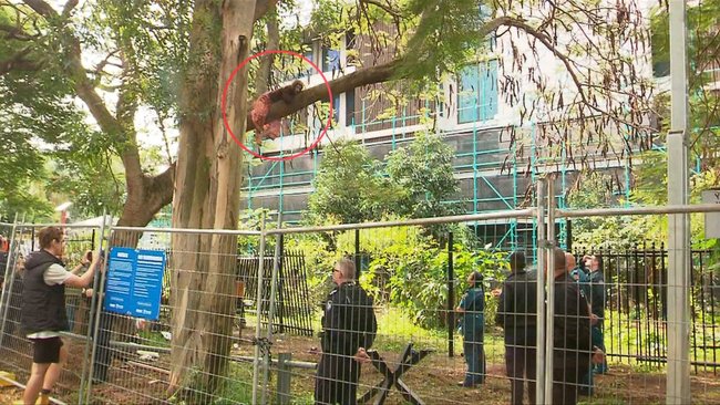 The protester remained perched on a large tree branch as negotiations continued.