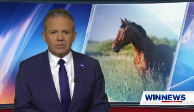 Brumby wars erupt - Media Watch