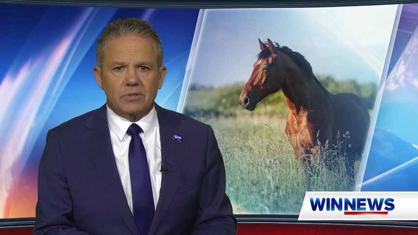 Brumby wars erupt - Media Watch