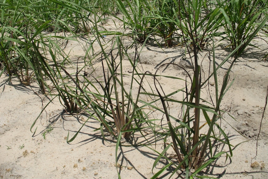 Thin, short pieces of sugarcane with brown parts.
