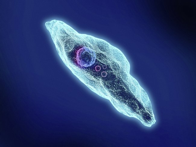 The protozoan Toxoplasma gondii has infected as much as half of the world’s population and can cause blindness or, at worst, kill unborn children.