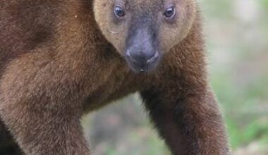 PNG's Tenkile Tree Kangaroo revived from the brink of extinction