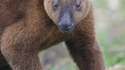 PNG's Tenkile Tree Kangaroo revived from the brink of extinction