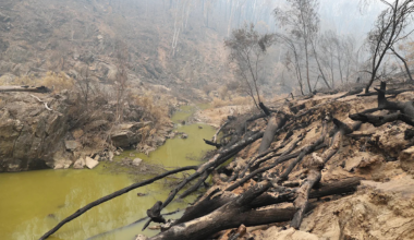 Harrowing creek photos spark fears for ancient species facing extinction