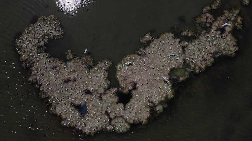 A drone image supplied from Italy of Mediterranean gulls.