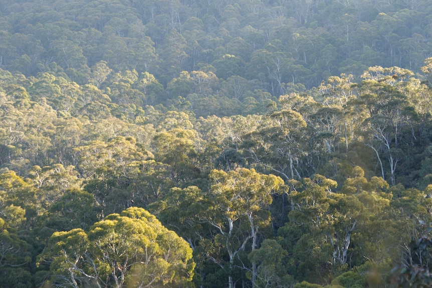 Green overlapping gumtrees with signs in the foreground for bush walking tracks.