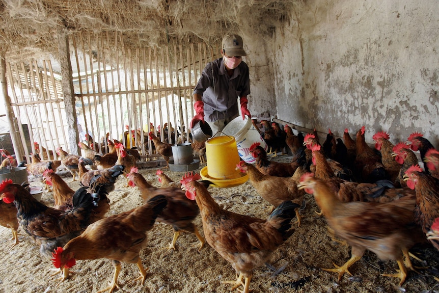 A farmer in overalls feeds a flock of chickens in an enclosure.