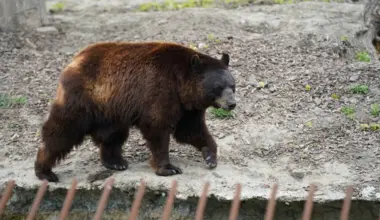 The bear is believed to still be in the area, and the local police are considering declaring an emergency to allow the animal to be shot.
