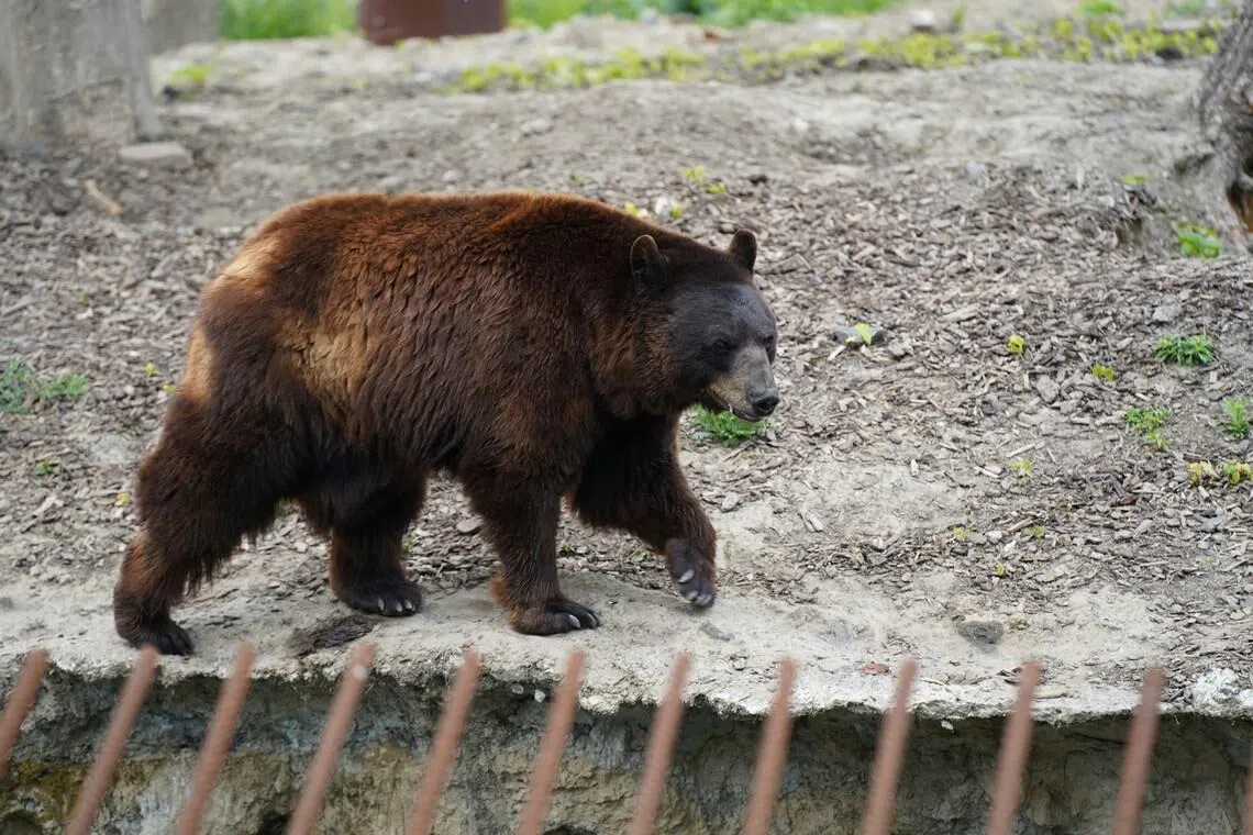The bear is believed to still be in the area, and the local police are considering declaring an emergency to allow the animal to be shot.