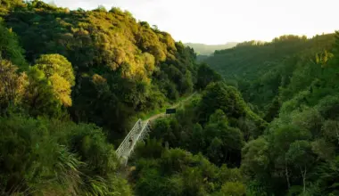 Cycling New Zealand’s Timber Trail: Epic mountain biking adventure through North Island’s Pureora Forest Park