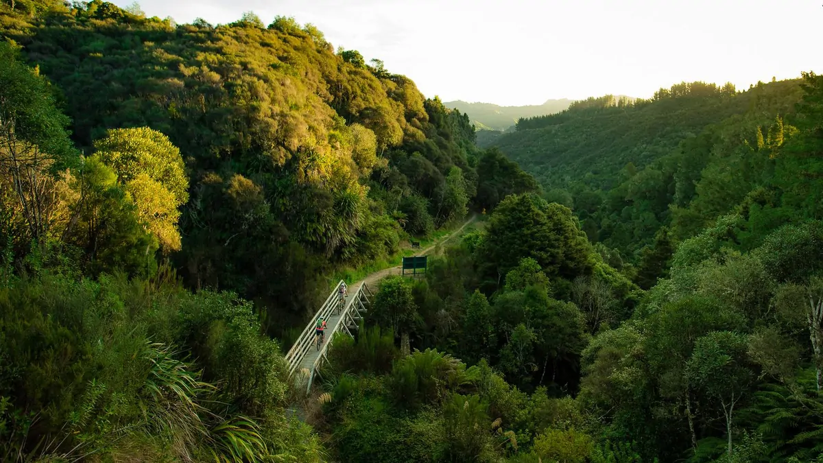 Cycling New Zealand’s Timber Trail: Epic mountain biking adventure through North Island’s Pureora Forest Park