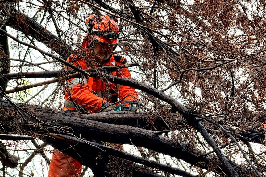An SES crew member chainsaws a tree in the aftermath of a storm