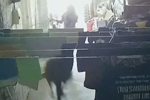 Kangaroo hits 8-year-old girl as it bounds out of Coober Pedy laundry