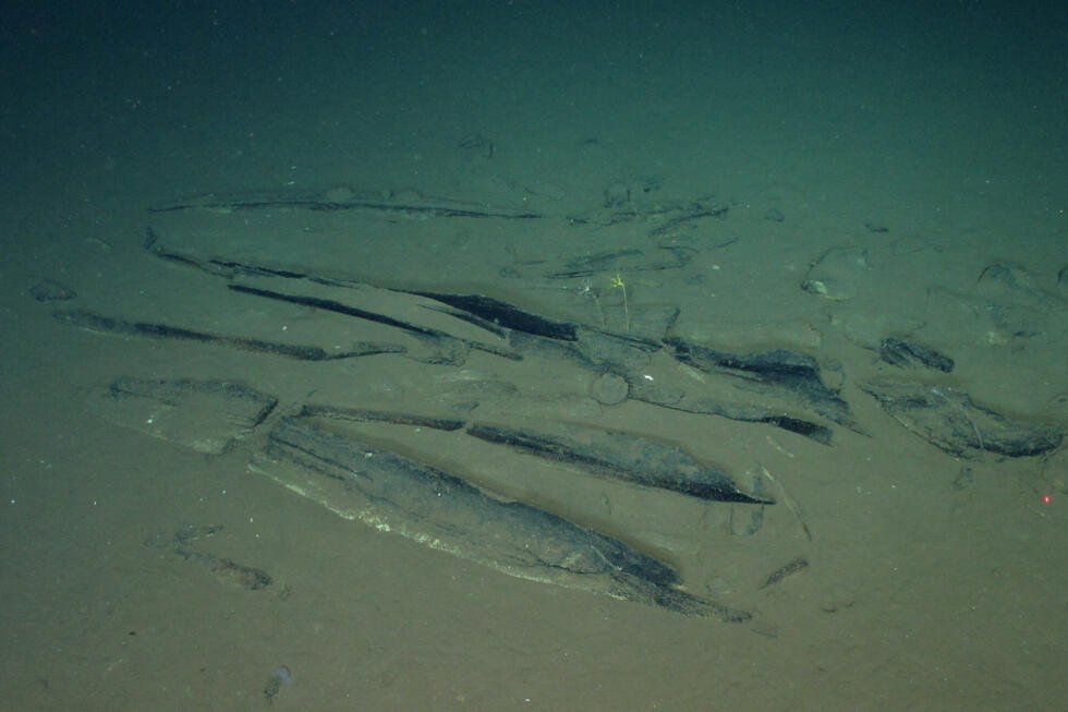 The scientists catalogued nearly 500 skeletons up to 7,000 metres deep along a 1,200 kilometre corridor of bones