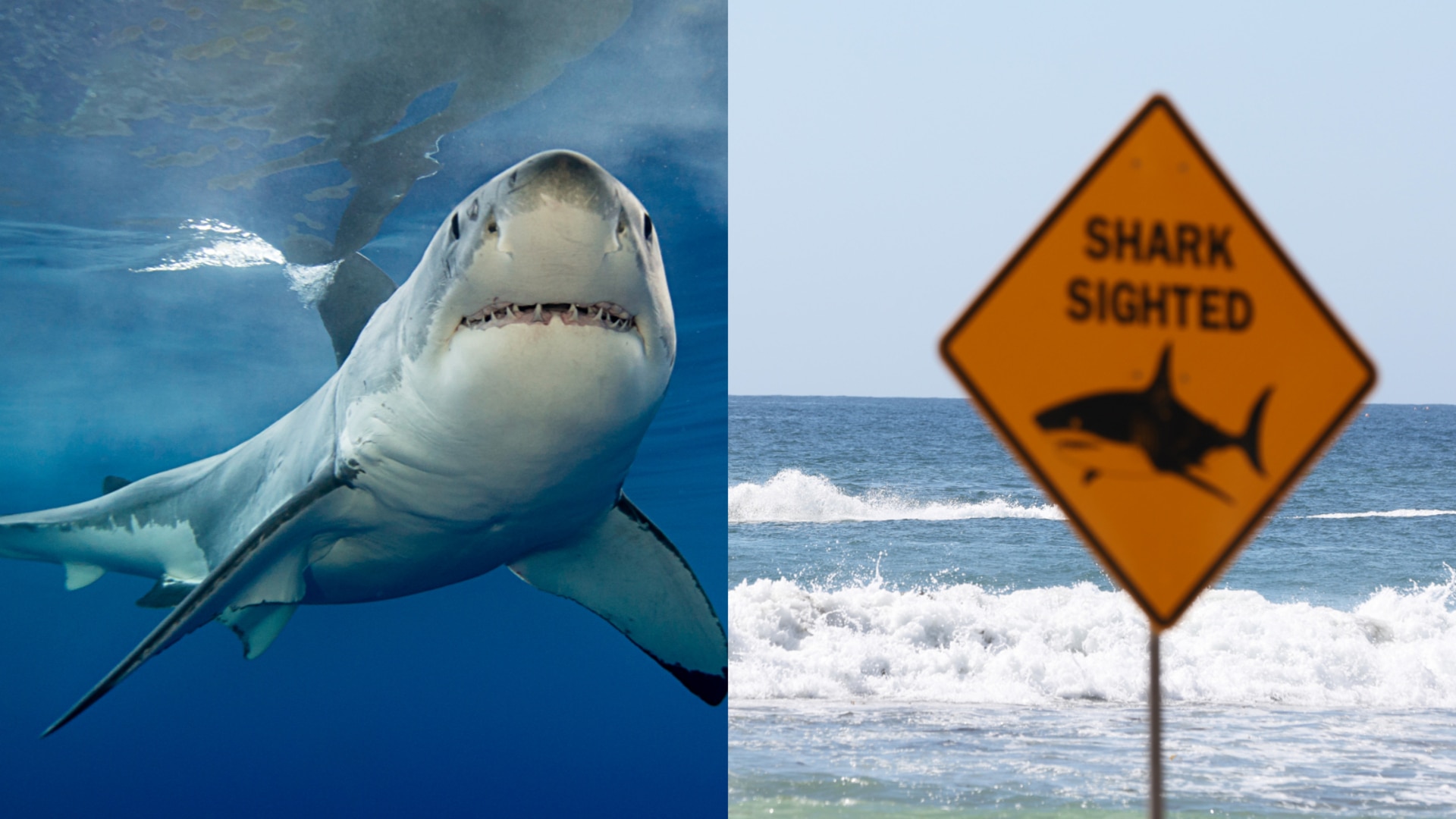 ‘We need to be doing more’: Calls for emergency shark summit in NSW