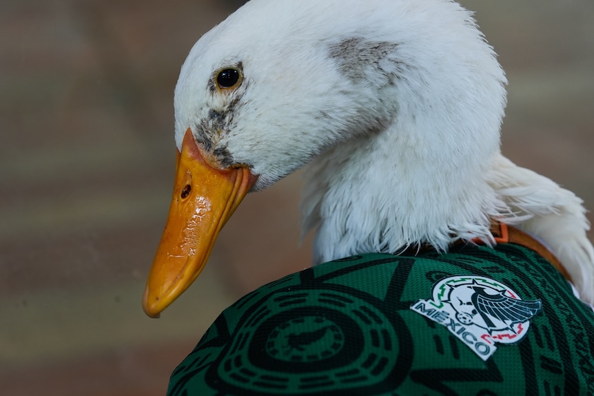 A duck pictured wearing a Mexican football jersey