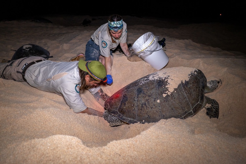 A person reaching under a turtles backside in the sand while another person sits nearby with a bucket.