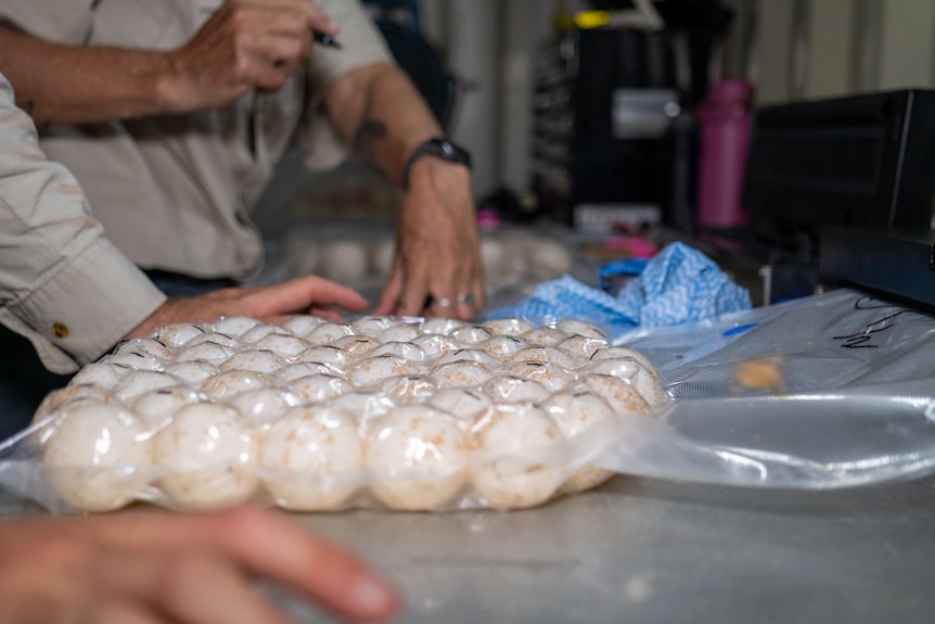 A close up of eggs vacuum sealed in plastic on a stainless steel table. Hands are visible.