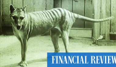 Tasmanian tiger de-extinction possible due to Ben Lamm’s Colossal Biosciences dire wolf technology