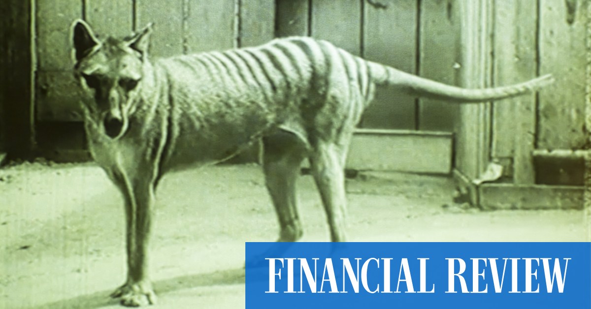 Tasmanian tiger de-extinction possible due to Ben Lamm’s Colossal Biosciences dire wolf technology