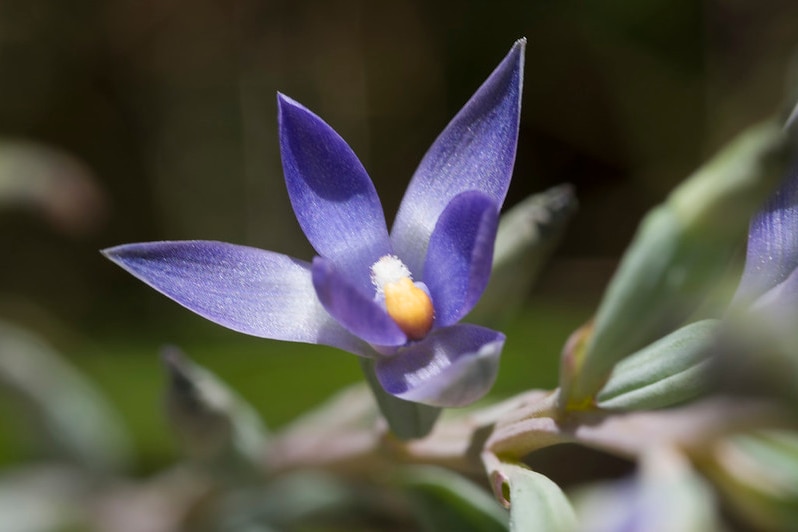 A close-up of a native purple orchid.